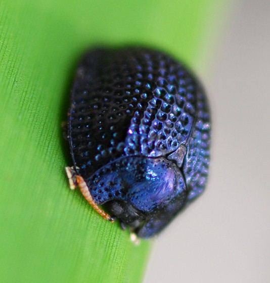 【转】『怪奇物种』从金缕衣到金钟罩,完美防御仍抵不过会心一刺