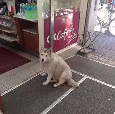 哈士奇打劫路人,时隔四年又出来作案,真是太猖狂了!