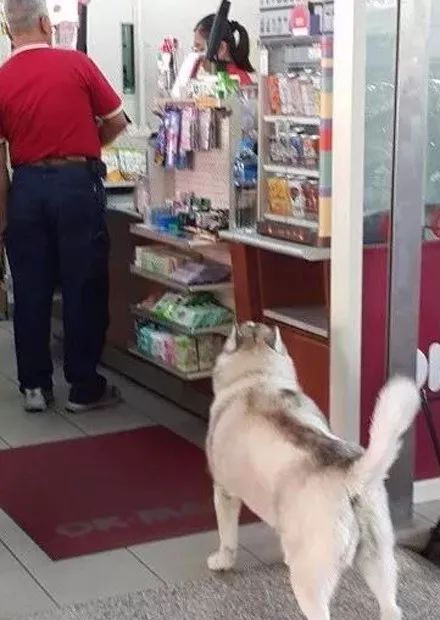 哈士奇打劫路人,时隔四年又出来作案,真是太猖狂了!