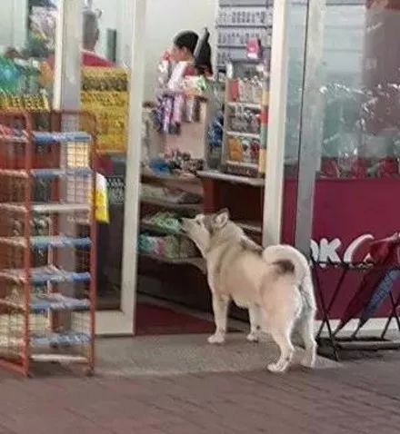 哈士奇打劫路人,时隔四年又出来作案,真是太猖狂了!