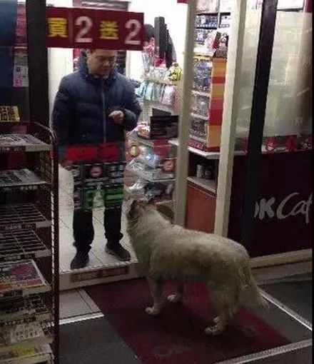 哈士奇打劫路人,时隔四年又出来作案,真是太猖狂了!
