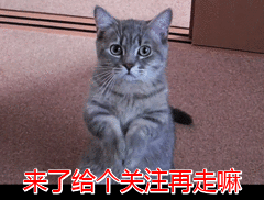 不适合养阿拉斯加的五种人,你是其中的一种吗?