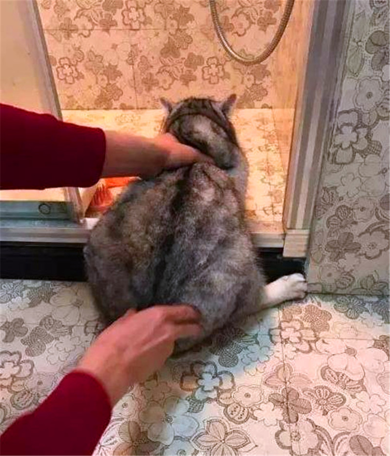 主人给猫咪洗澡,感觉像是在打架,猫咪绝望的眼神亮了!