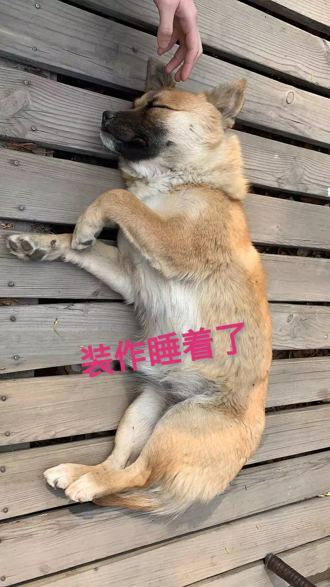 作为一只流浪的小学霸,我想拥有一个家……