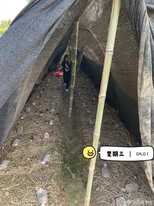 李湘带女儿下乡,王诗龄田里活蹦乱跳,身形纤瘦变大姑娘