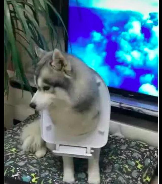 第一眼看照片以为哈士奇在坐飞机,其实它只是透过马桶盖看电视!