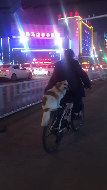 大爷骑着自行车,后座上坐着一条狗,狗:就喜欢坐在自行车上笑