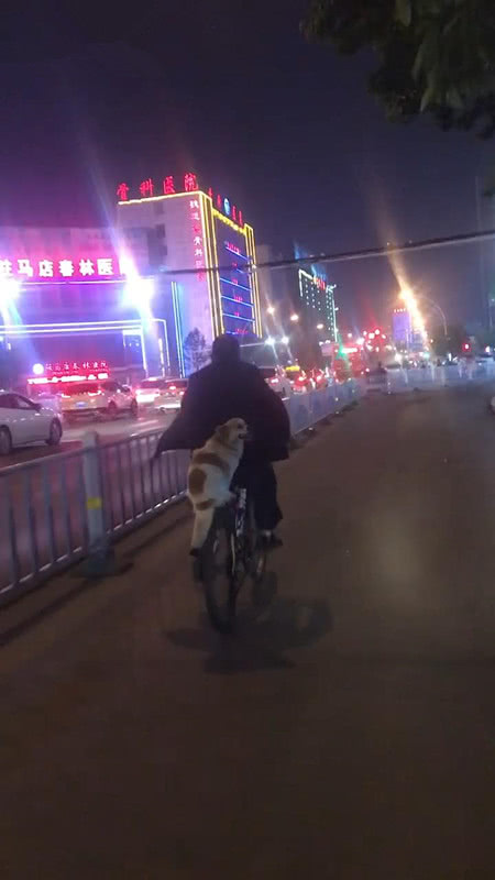 大爷骑着自行车,后座上坐着一条狗,狗:就喜欢坐在自行车上笑