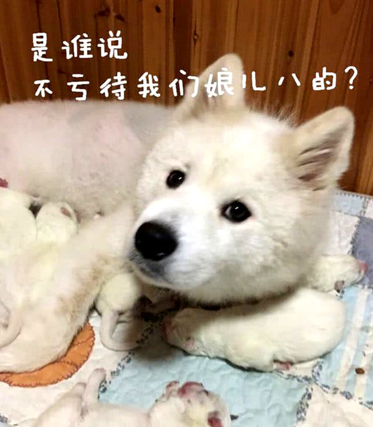 主人回到家不见萨摩耶,推开卧室门看到这幕,有气却撒不出来
