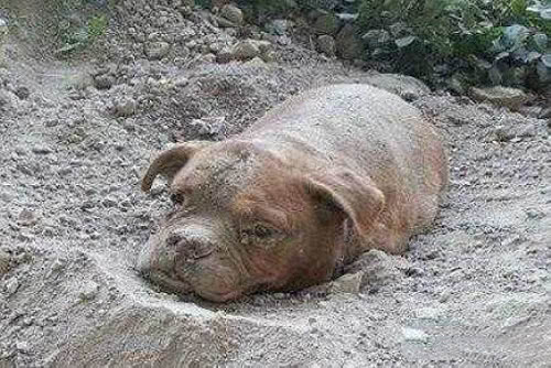 为什么狗狗死后不能埋?不止是迷信,科学家道出真实内幕