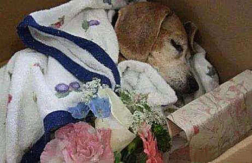 为什么狗狗死后不能埋?不止是迷信,科学家道出真实内幕