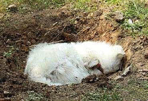 为什么狗狗死后不能埋?不止是迷信,科学家道出真实内幕