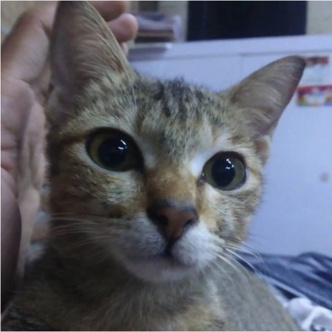 硬核的爱!小猫咬断耳机线,被骂后离家出走,带回来一个吓人礼物!
