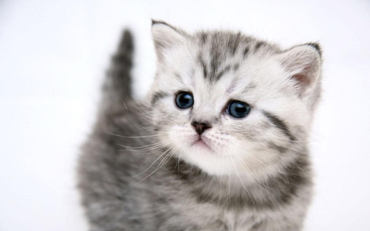 幼猫成长关键期,猫粮应该怎么选?