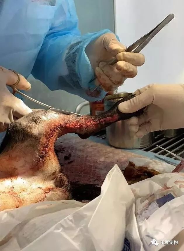 流浪狗被打致双腿血肉模糊,一名记者放下手中的相机走了过去!