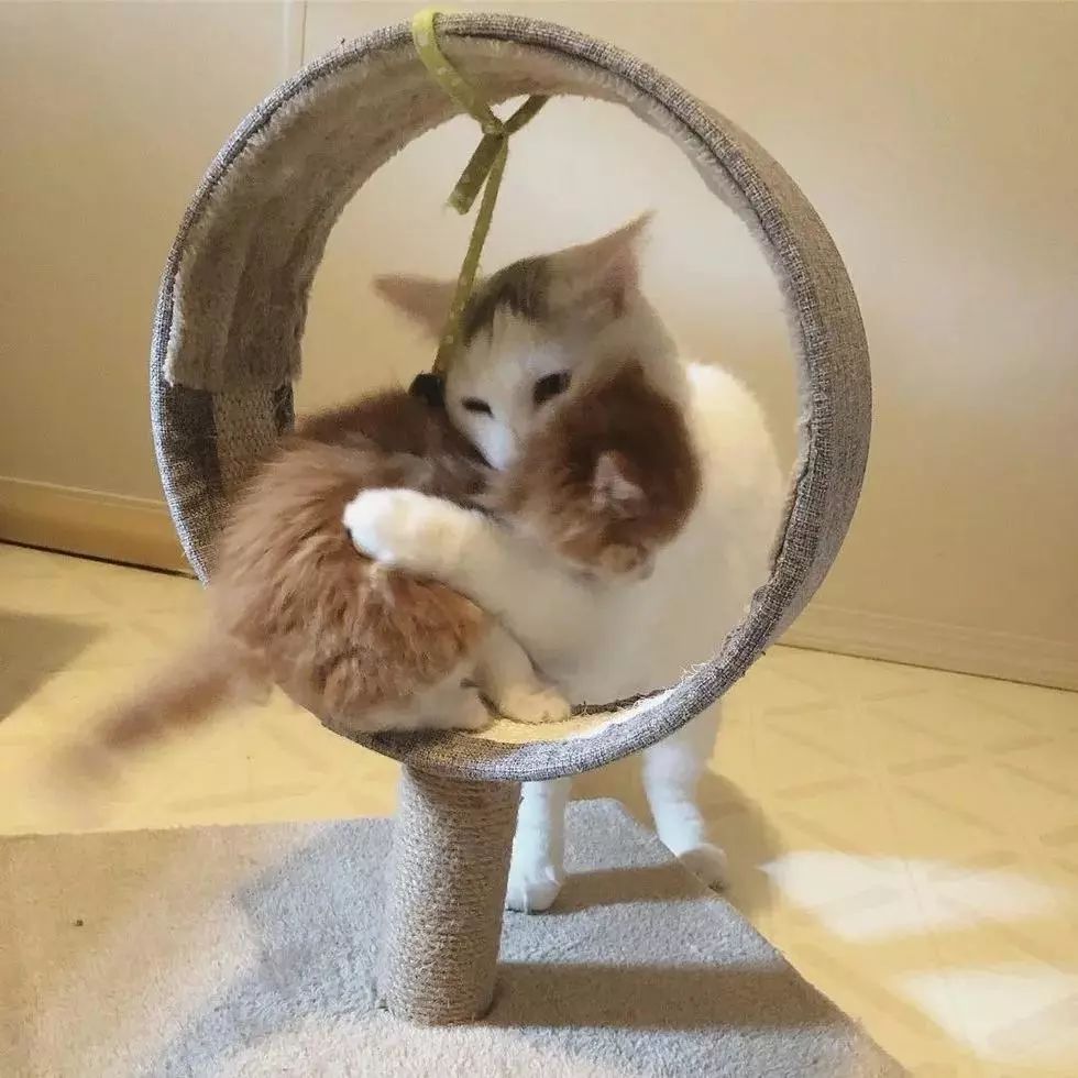 家猫叼回三只小猫放床上,让主人傻眼:奇怪,它已经绝育了,为什么会这样做?