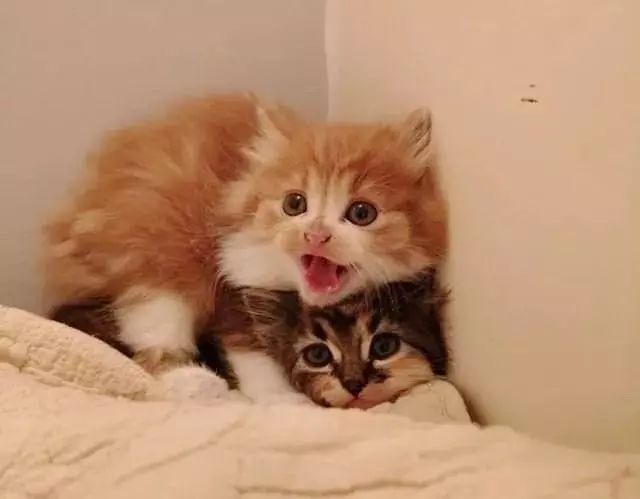 家猫叼回三只小猫放床上,让主人傻眼:奇怪,它已经绝育了,为什么会这样做?