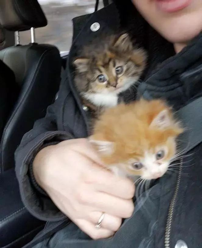 家猫叼回三只小猫放床上,让主人傻眼:奇怪,它已经绝育了,为什么会这样做?