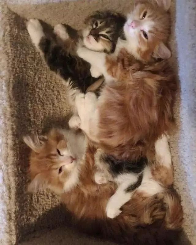 家猫叼回三只小猫放床上,让主人傻眼:奇怪,它已经绝育了,为什么会这样做?