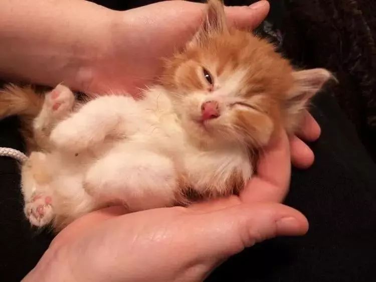 家猫叼回三只小猫放床上,让主人傻眼:奇怪,它已经绝育了,为什么会这样做?