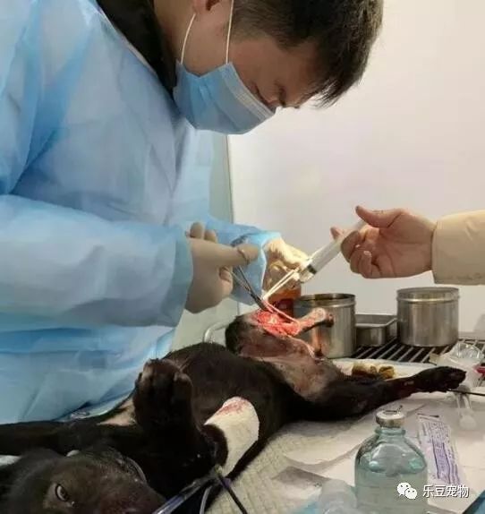 流浪狗被打致双腿血肉模糊,一名记者放下手中的相机走了过去!