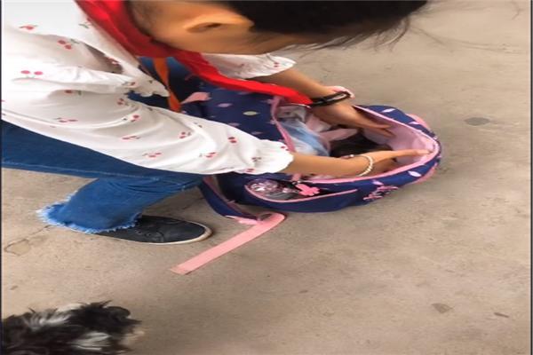 小姑娘为了救助流浪狗,把它装在书包里打车带回家,这孩子好善良