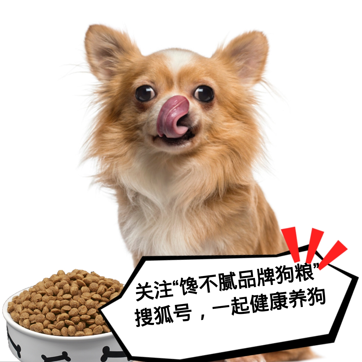 即使你爱狗,也不要喂这5种水,一不小心狗命都可能没了!
