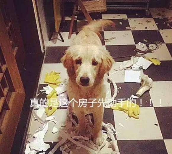 金毛这么多优点,为什么很多人不想再养了?原因有这5点