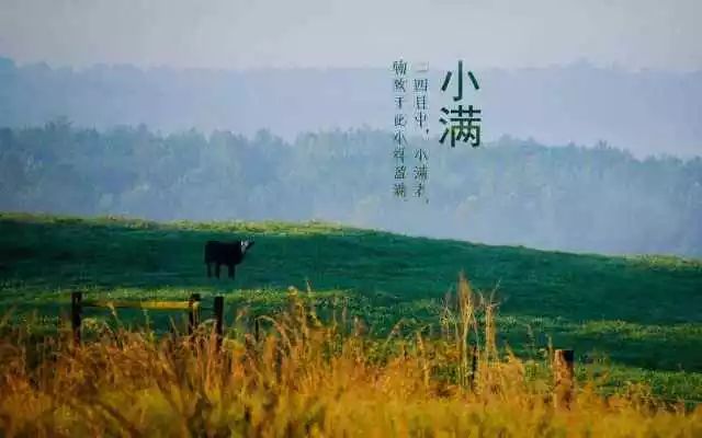 今日小满:最好人生是小满,花未全开月未圆