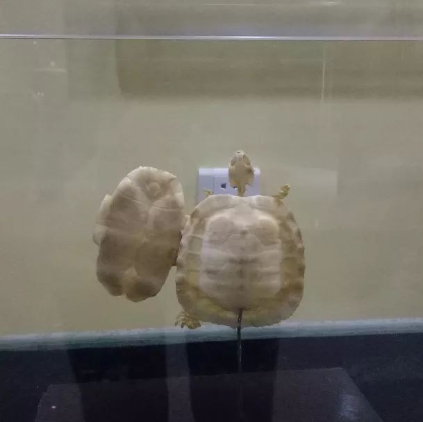 都9102年了,你还不知道海师大有这样的博物馆!