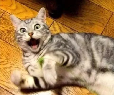 “猫咪突然呕吐怎么办?”“别急,见多了就好了”