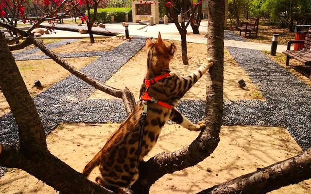 辟谣:猫咪整天在家很无聊,出门遛猫是为猫好?别再圣母心作祟了