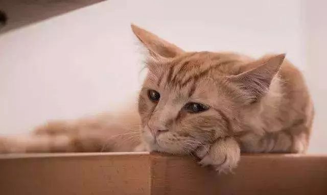 “猫咪突然呕吐怎么办?”“别急,见多了就好了”