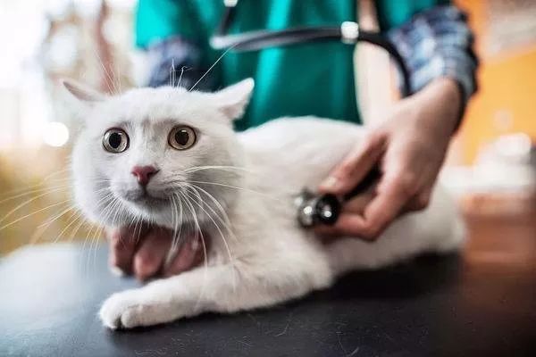“猫咪突然呕吐怎么办?”“别急,见多了就好了”