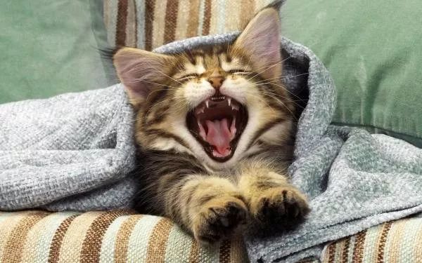 “猫咪突然呕吐怎么办?”“别急,见多了就好了”
