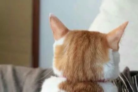 猫咪每天6点叫主人起床,因为主人的这个动作让它"上瘾"!