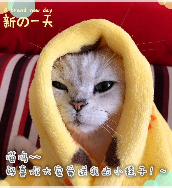 猫咪每天6点叫主人起床,因为主人的这个动作让它"上瘾"!