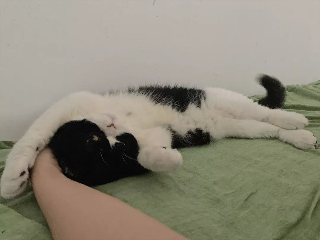 猫咪每天6点叫主人起床,因为主人的这个动作让它"上瘾"!