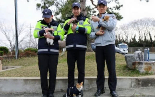 流浪猫被警察收养,生下4只小猫仔,后面故事更离奇