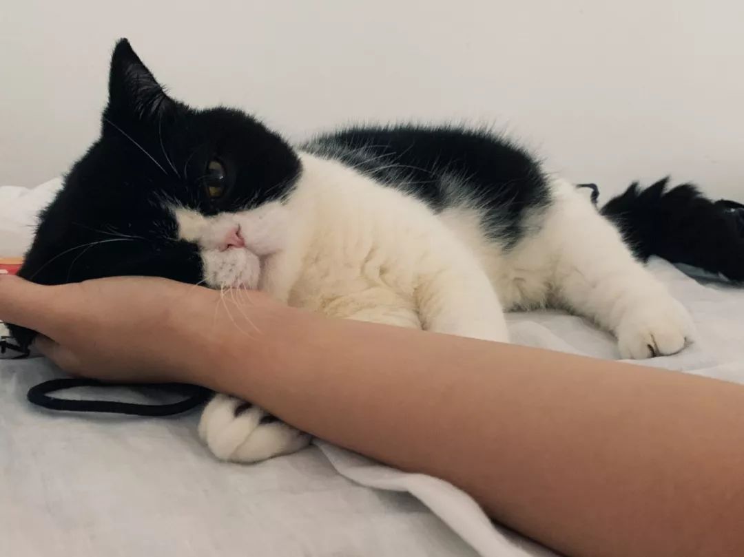 猫咪每天6点叫主人起床,因为主人的这个动作让它"上瘾"!