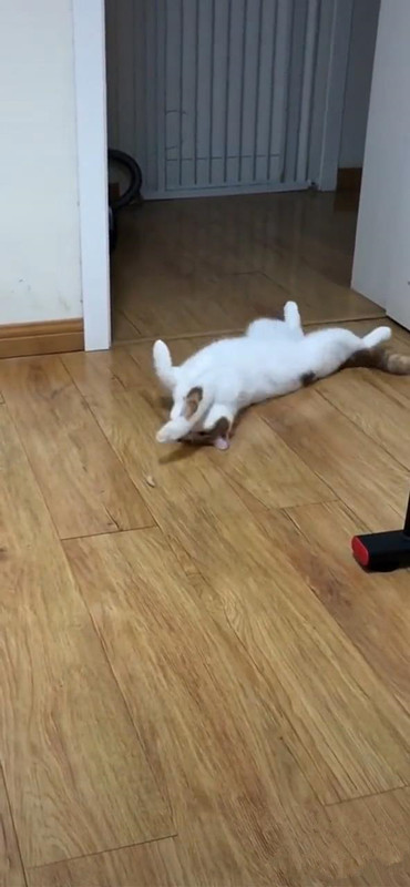 男子用鸡肉干喂猫咪,猫的反应网友爆笑,猫:就不能喂我吃吗?