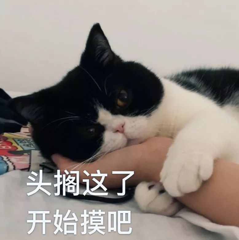 猫咪每天6点叫主人起床,因为主人的这个动作让它"上瘾"!