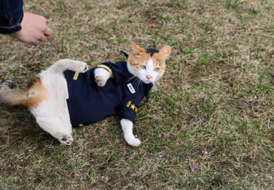 流浪猫被警察收养,生下4只小猫仔,后面故事更离奇