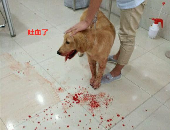 家中金毛忽然吐血,兽医剖开肚子后,女主人甩了自己一巴掌