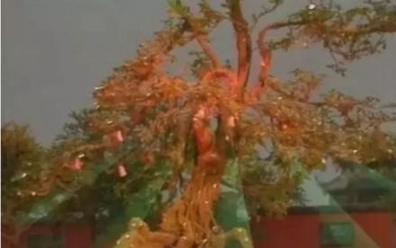悟空怎么不多打一个人参果给白龙马?不是忘了,看孙悟空做了什么