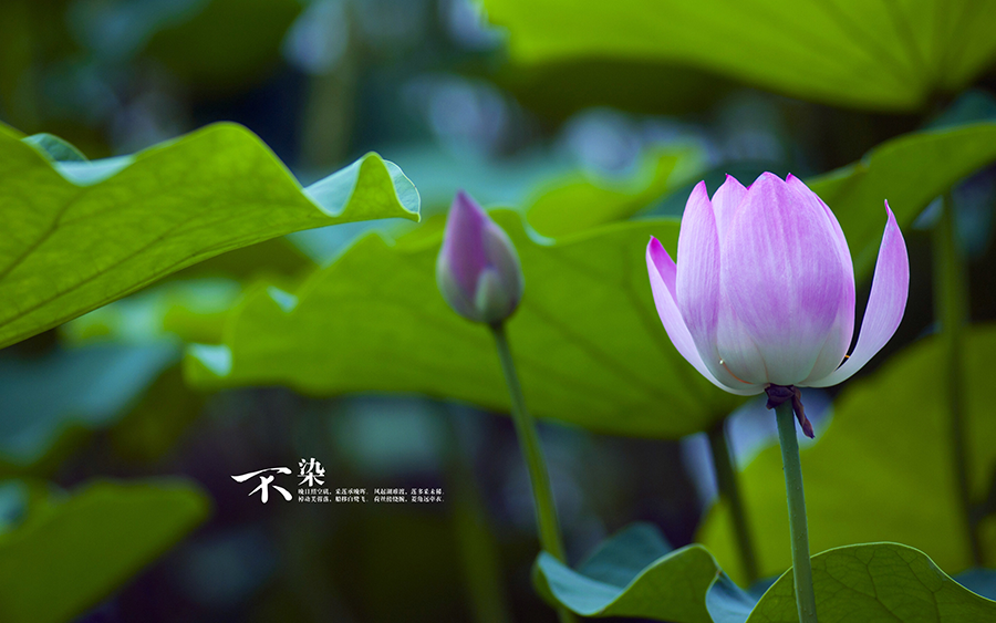 5月苦6月富,运势吉祥,笑得最开心,富贵不愁的生肖