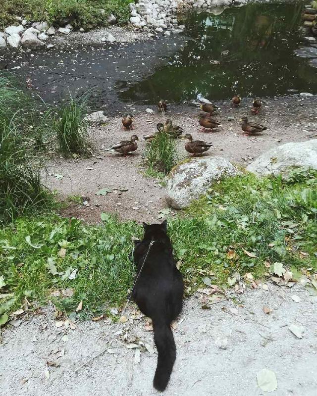 带猫咪出门的五条注意事项,遛猫不能说走就走,铲屎官学习一下