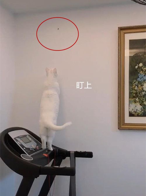 猫咪跳到跑步机上,女子看了眼墙上默默拿出手机:好戏开始