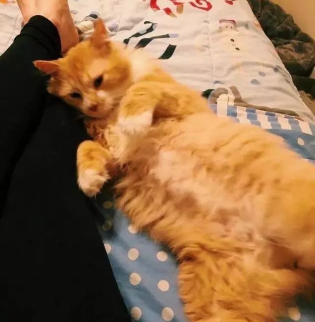 20公里的艰辛回家路,却换来主人的再次抛弃,只因猫咪得了这种病