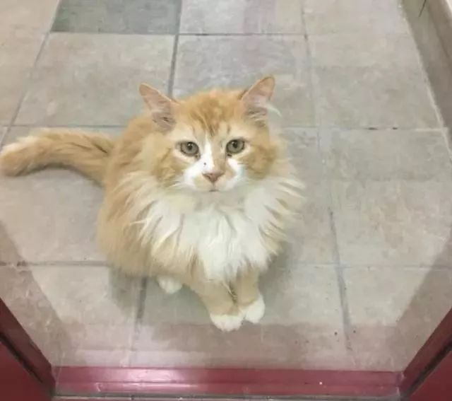 20公里的艰辛回家路,却换来主人的再次抛弃,只因猫咪得了这种病